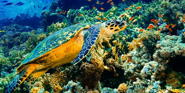 египет развлечения для туристов