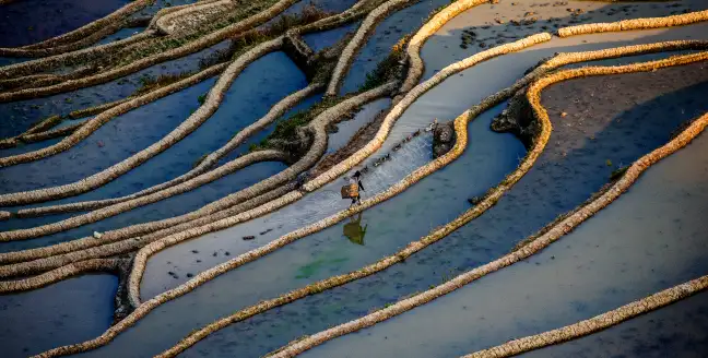 рисовые поля