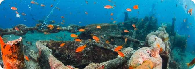 подводный мир Египта