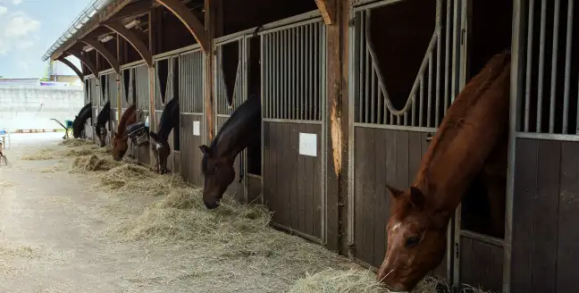 отлых в белеке